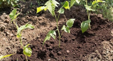 Jak si maliny rychle namnožit doma